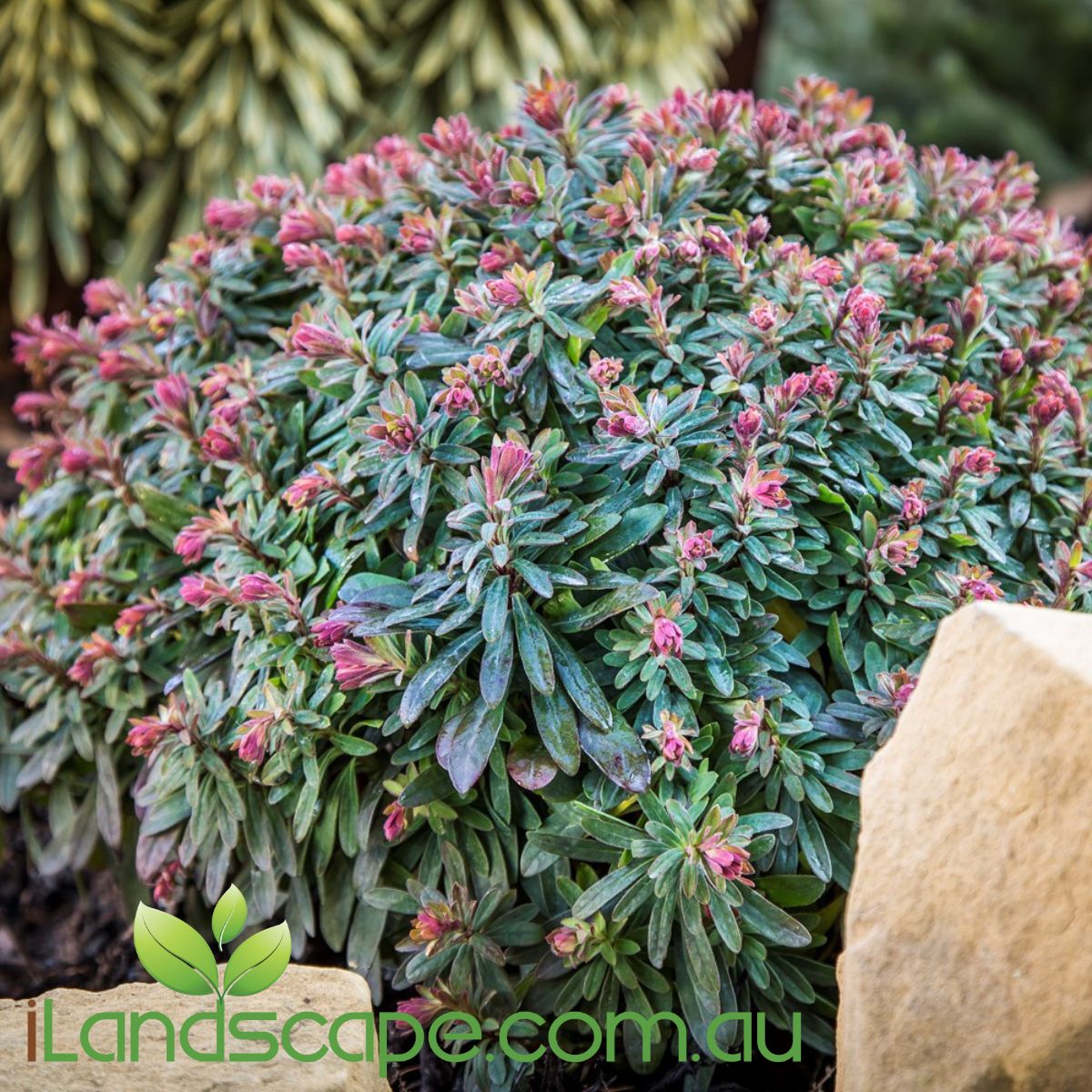 Euphorbia Liliput with compact blue-green foliage and bright lime-green flowers growing in a Sunshine Coast garden.