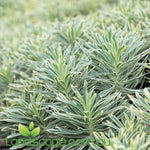 Euphorbia Silver Swan with variegated cream and green foliage and lime-green flower heads growing in a Sunshine Coast garden.
