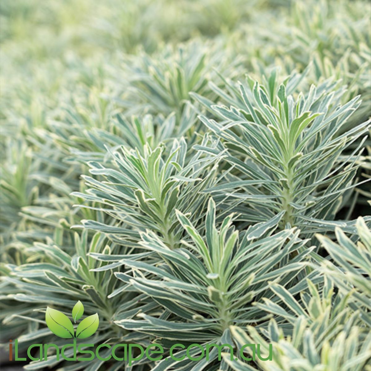 Euphorbia Silver Swan with variegated cream and green foliage and lime-green flower heads growing in a Sunshine Coast garden.