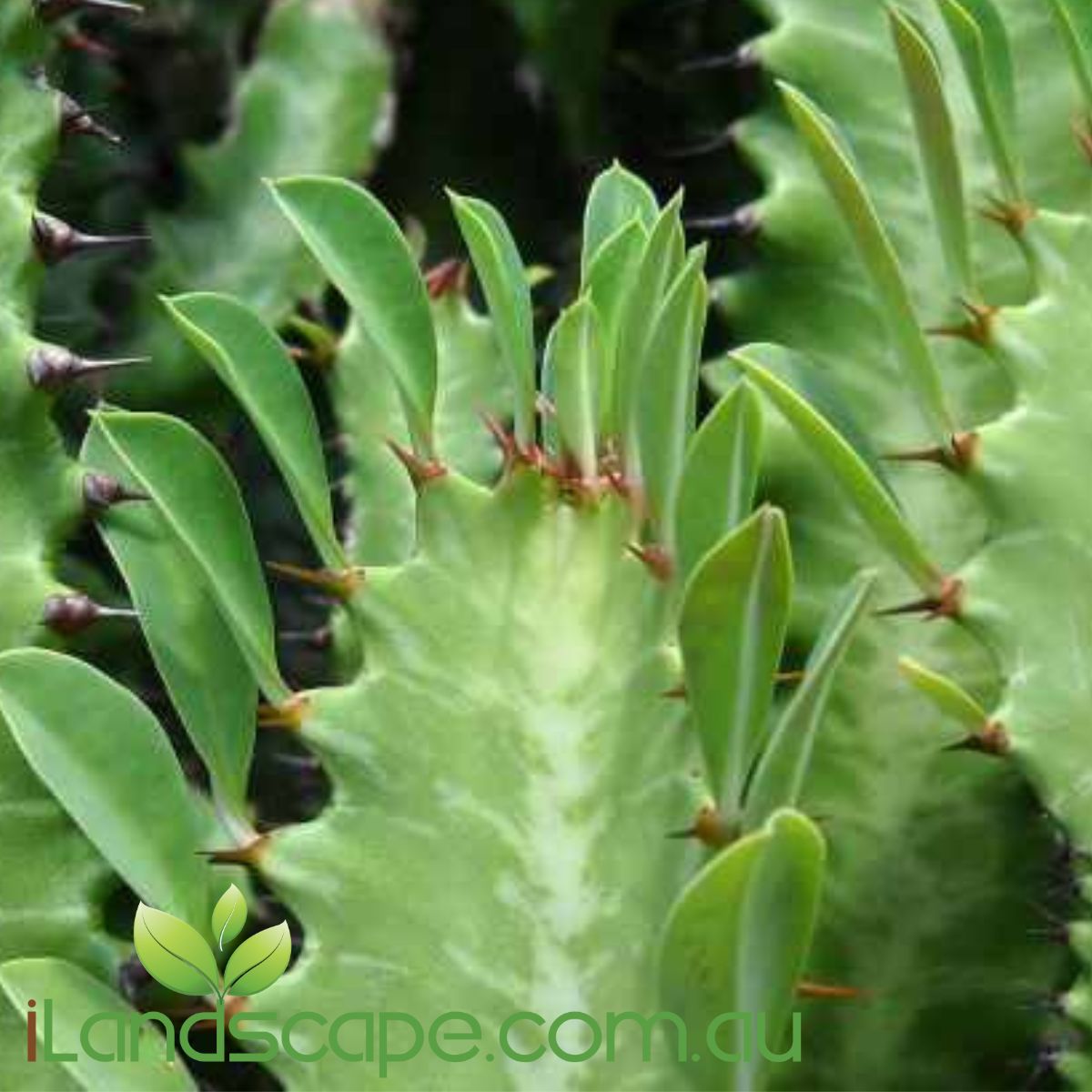 Euphorbia Trigona Green also known as the African Milk tree. its a hardy fast growing and is available in either red or green. will grow to approx. 2.0m tall and is a relatively fast grower  Fertilise seasonally using Cacti food