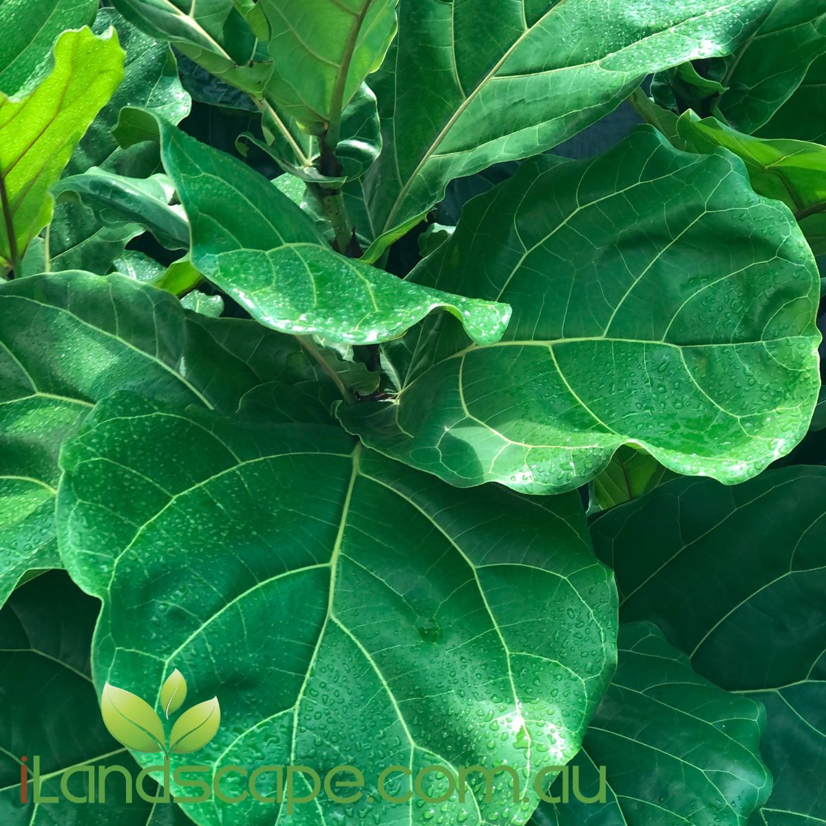 Ficus Lyrata more commonly known as the Fiddle Leaf Fig. mainly used in indoor planting however can be planted outside in full sun where in the ground can grow to approx 10-15m tall.   one of the most common problems when looking after a fiddle leaf fig is over watering. we recommend one good watering then let the plant dry out before watering again. Rotate the plant once a week if growing indoors and it will keep growing straight and not want to lean towards the light 