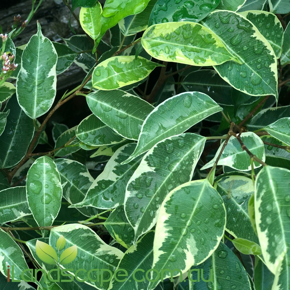 Ficus benjamina variegata weeping fig is an extremely popular house plant. can be used in Bonsais or even just a nice feature house plant. does not require much watering