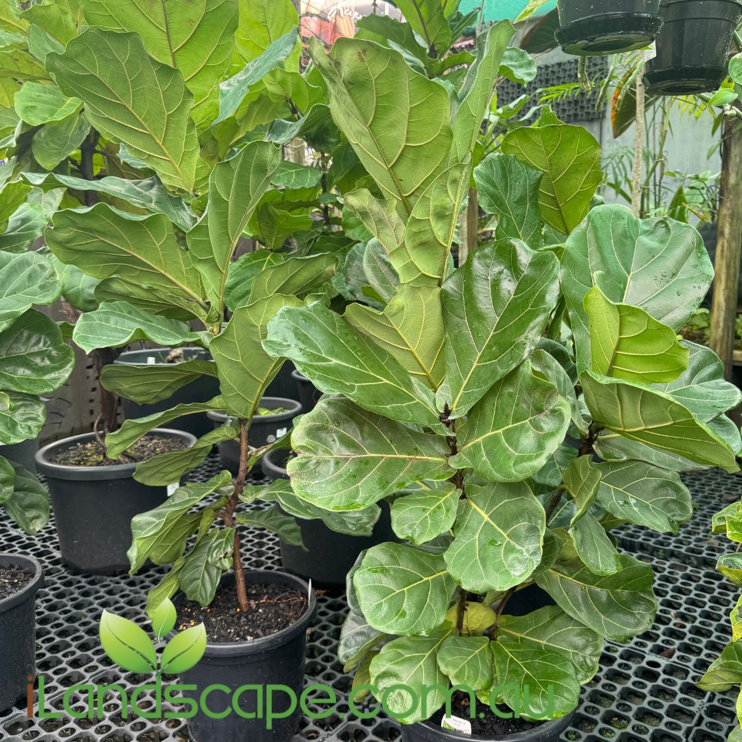 fiddle leaf fig hedge Ficus Lyrata (Fiddle Leaf Fig) – Sunshine Coast Nursery & Garden Centre