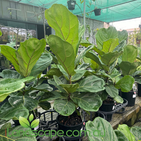 fiddle leaf fig australia Ficus Lyrata (Fiddle Leaf Fig) – Sunshine Coast Nursery & Garden Centre