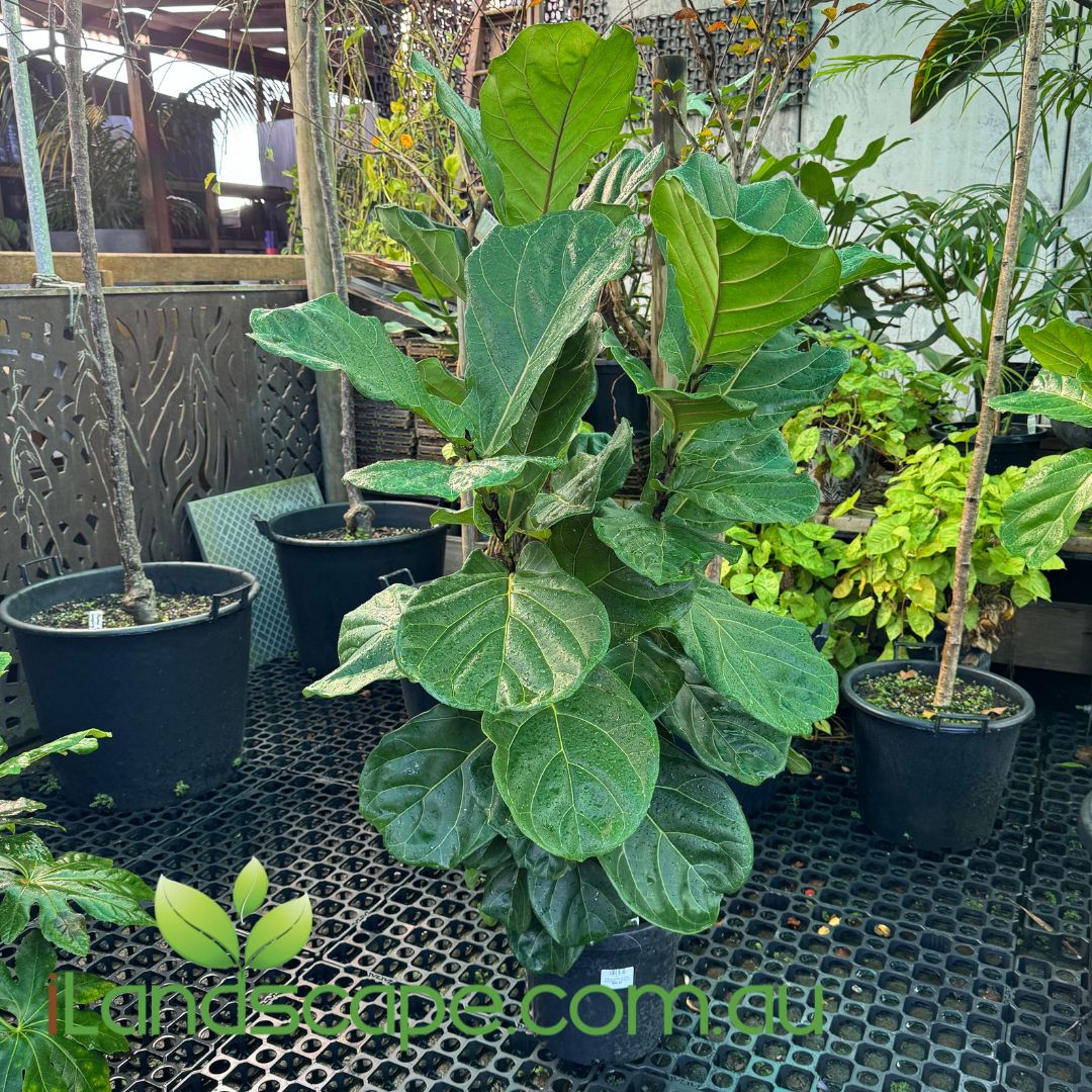 fiddle leaf fig perth Ficus Lyrata (Fiddle Leaf Fig) – Sunshine Coast Nursery & Garden Centre