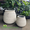 Fossil Honey Pot in Ivory