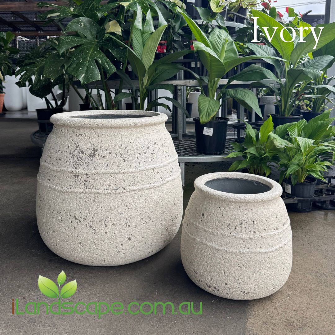 Fossil Honey Pot in Ivory
