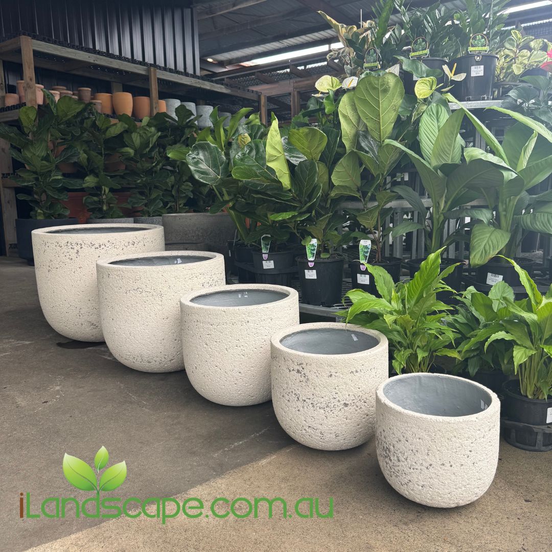 Premium lightweight Fossil U Planter
