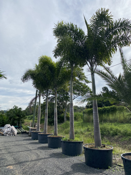 Wodyetia Bifurcata (Foxtail Palm)