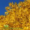 Fraxinus excelsior Aurea Golden Ash