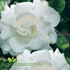 glossy green leaves and fragrant double white flowers is displayed on Gardenia florida all year around