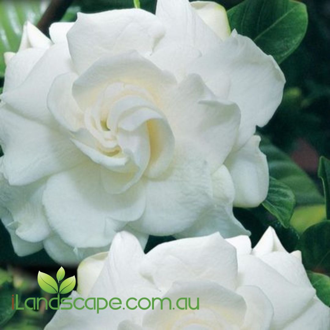 glossy green leaves and fragrant double white flowers is displayed on Gardenia florida all year around
