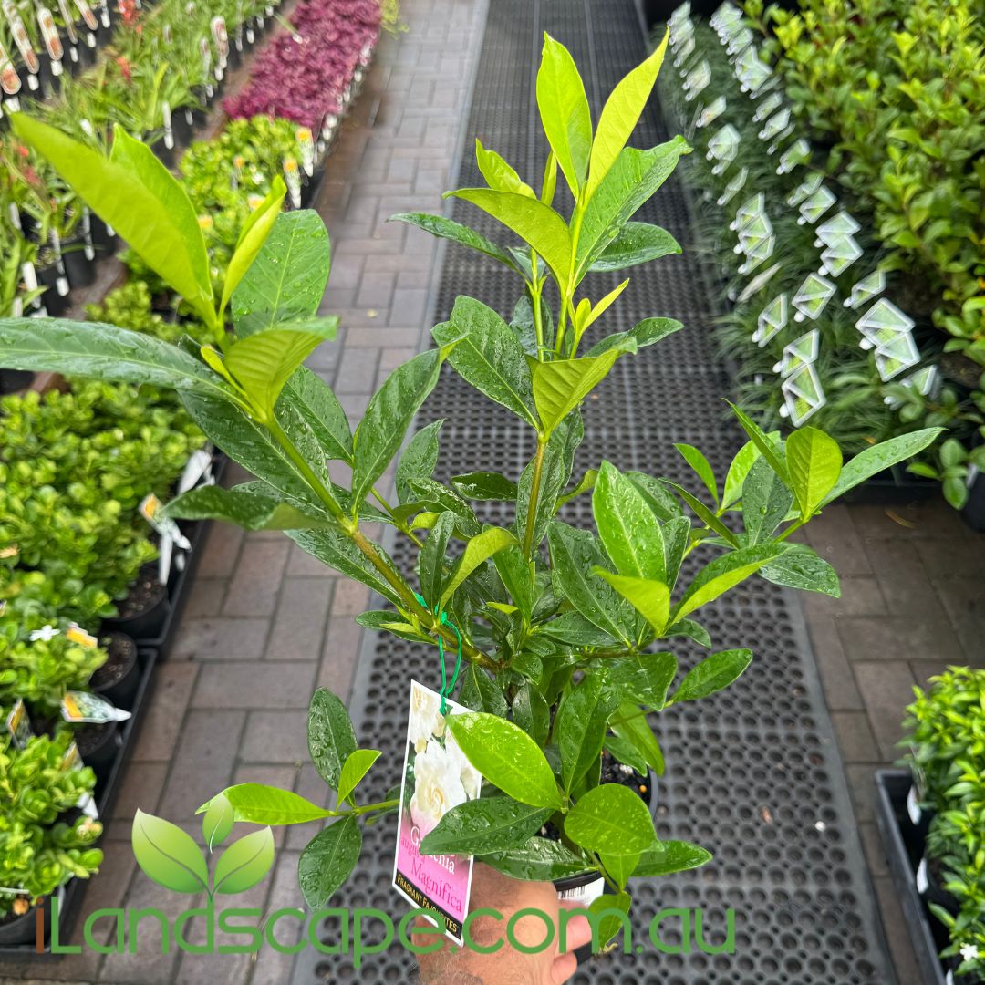 Gardenia augusta Magnifica