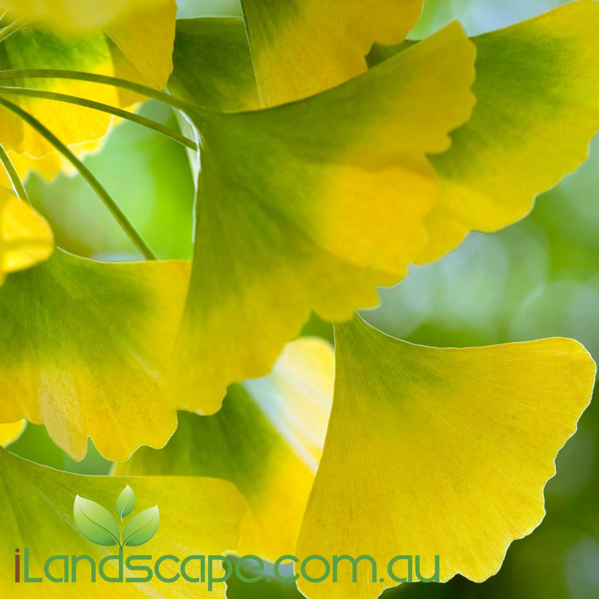 Ginkgo Lemon Lime Spire has a strong vertical growth habit and a delicately creased leaf, this Maidenhair Tree is perfect for courtyard gardens, containers and stylish landscapes. The columnar form is well-suited to formal garden styles but is equally at home in a mixed planting where it provides a contrasting vertical accent.   Rich glowing lemon-yellow autumn colour.