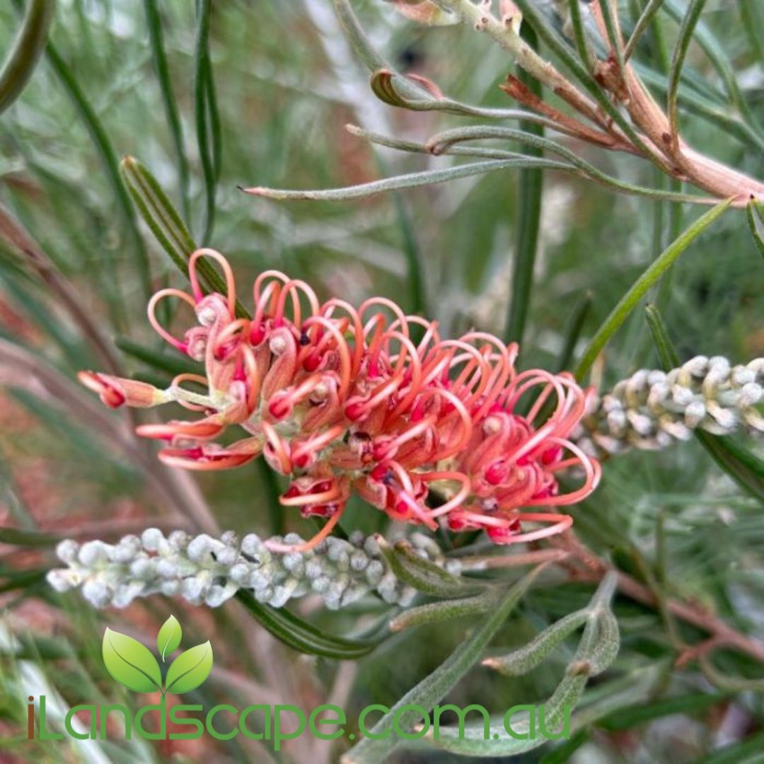 Grevillea Aphrodites Dream