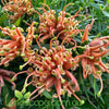 Grevillea Apricot Tingle