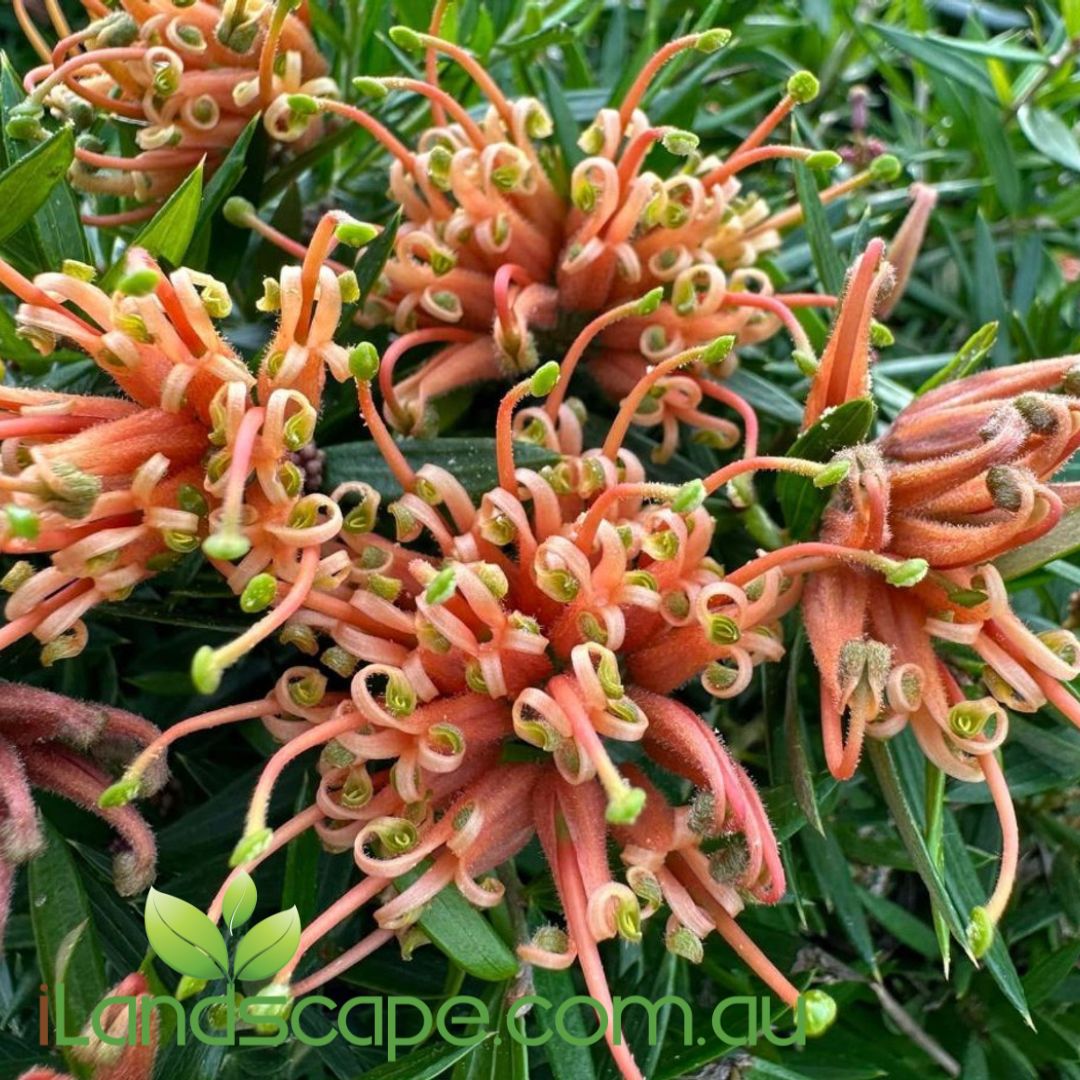 Grevillea Apricot Tingle