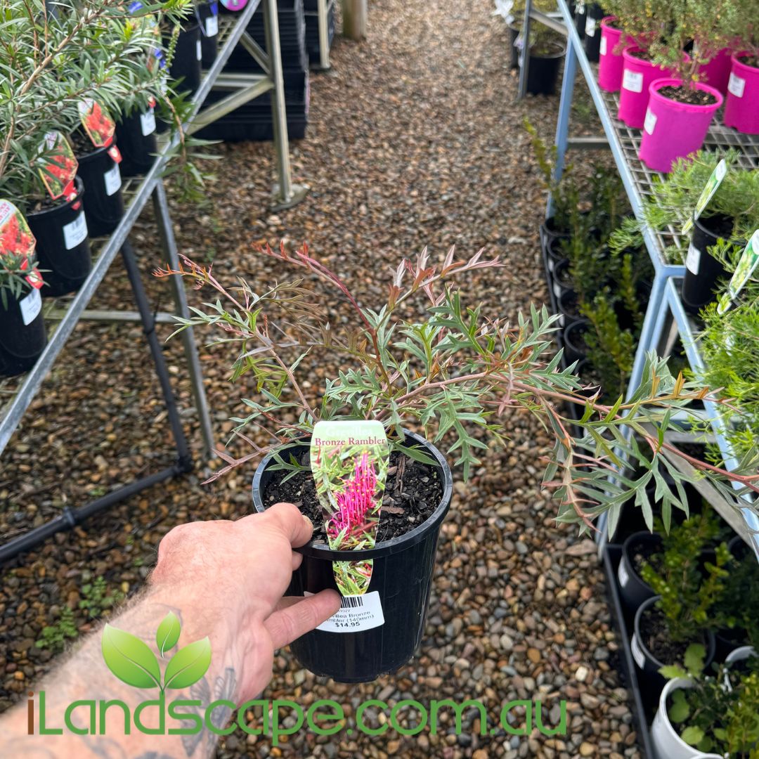 Grevillea Bronze Rambler | Native Groundcover Plant – Sunshine Coast ...