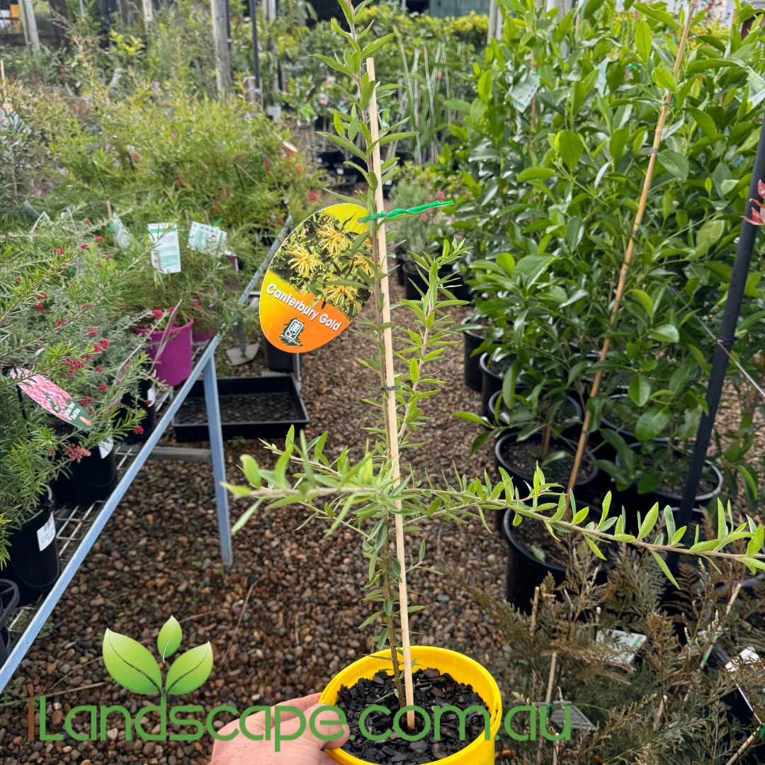 Grevillea Canterbury Gold