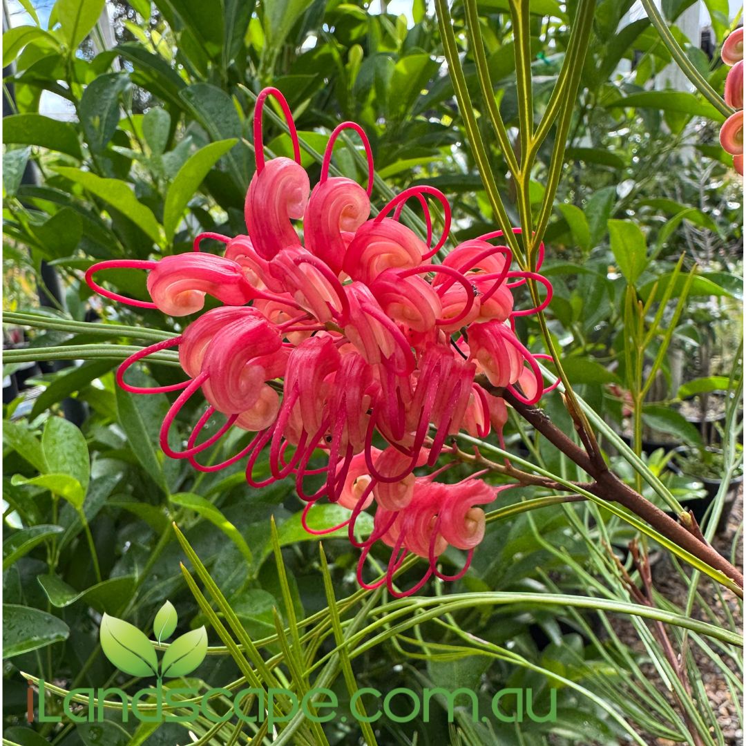 Grevillea ‘Cherry Pie’ with cherry-red spider flowers and dense green foliage