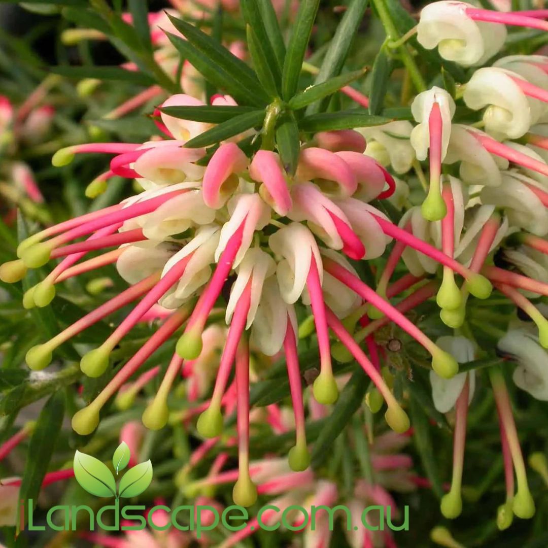 Grevillea Hills Jubilee