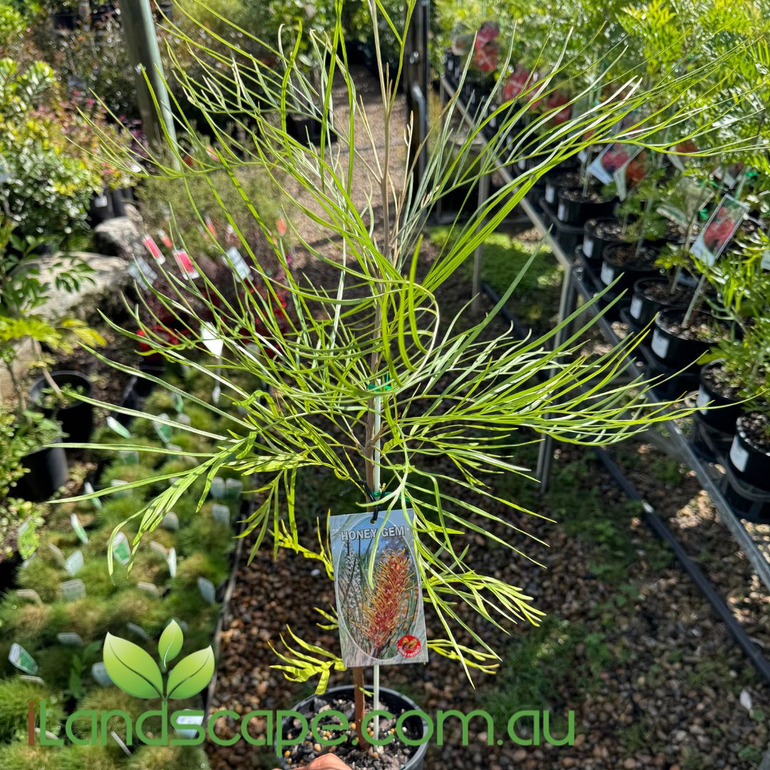 Grevillea Honey Gem