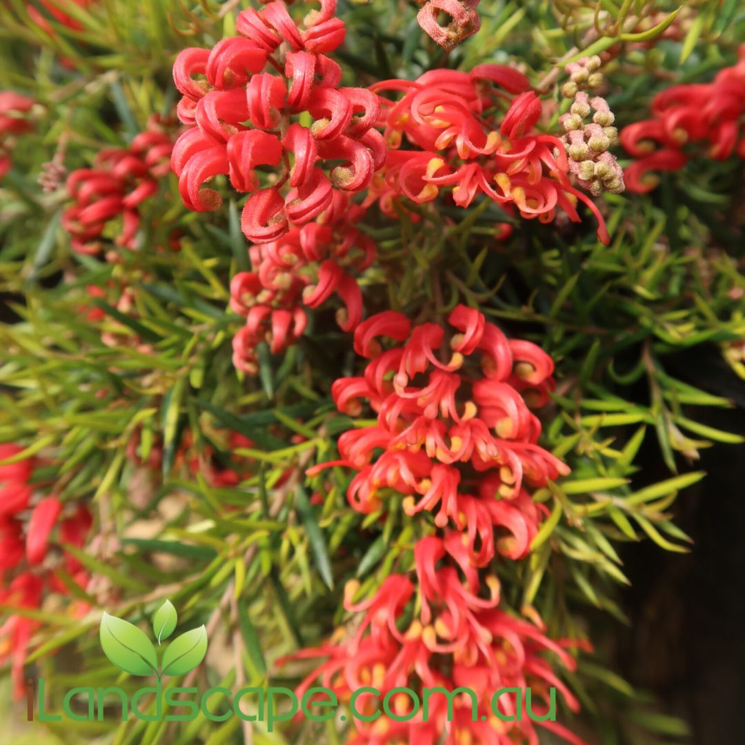 Cluster of Grevillea 'Legacy Flame' flowers, with red and orange petals and green foliage.