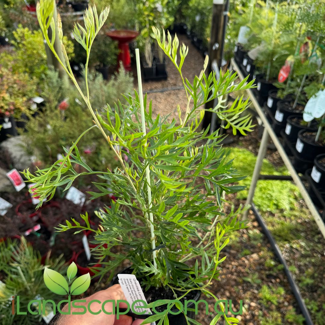 Grevillea Lemon Baby