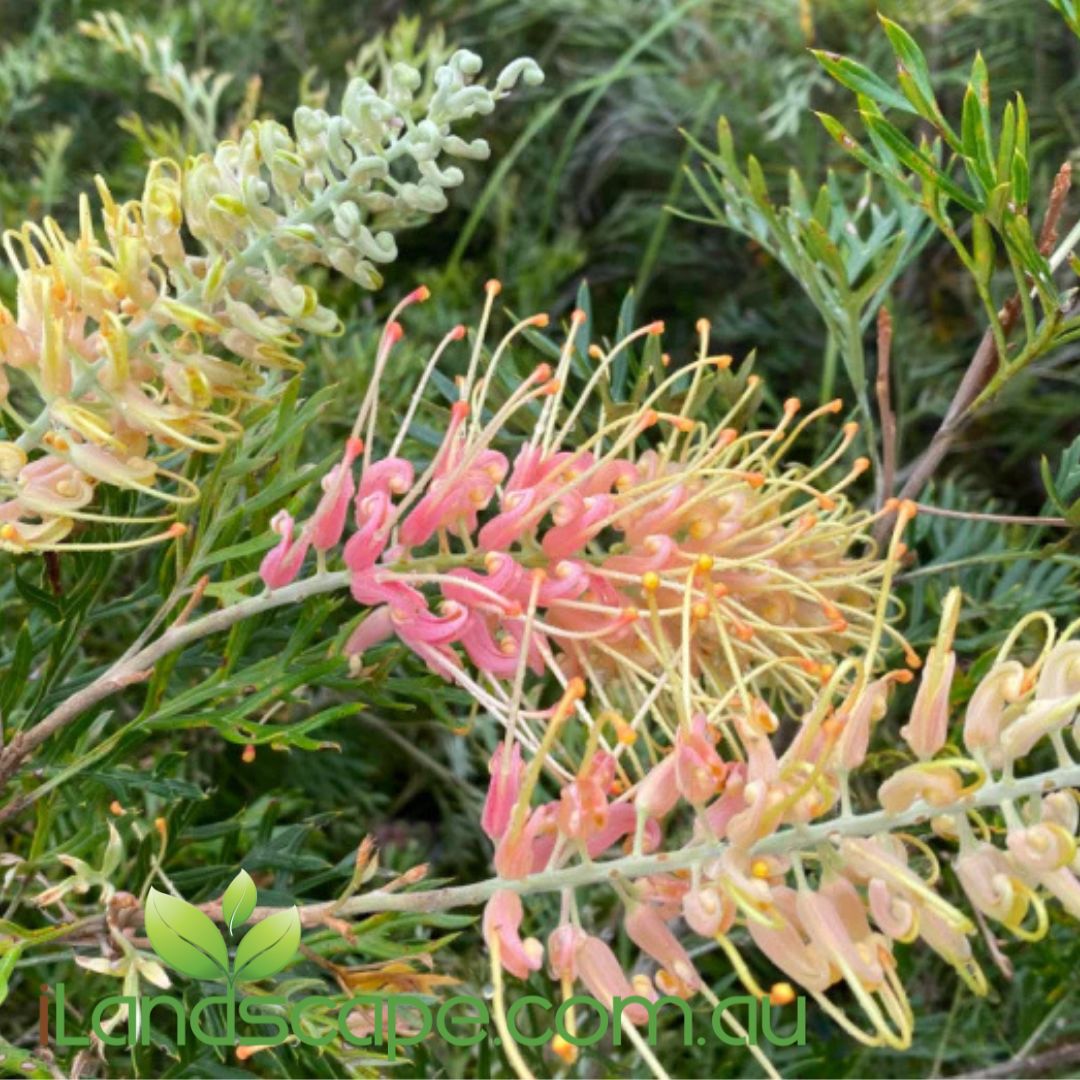 Grevillea Lemon Baby | Compact Native with Soft Yellow Flowers ...