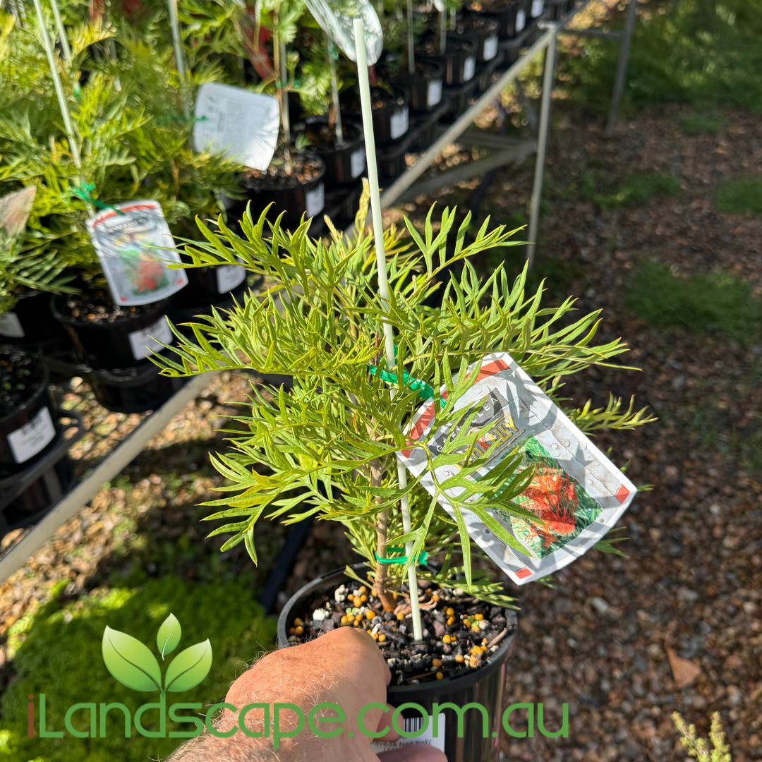 Grevillea Ned Kelly