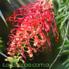 Grevillea Ned Kelly