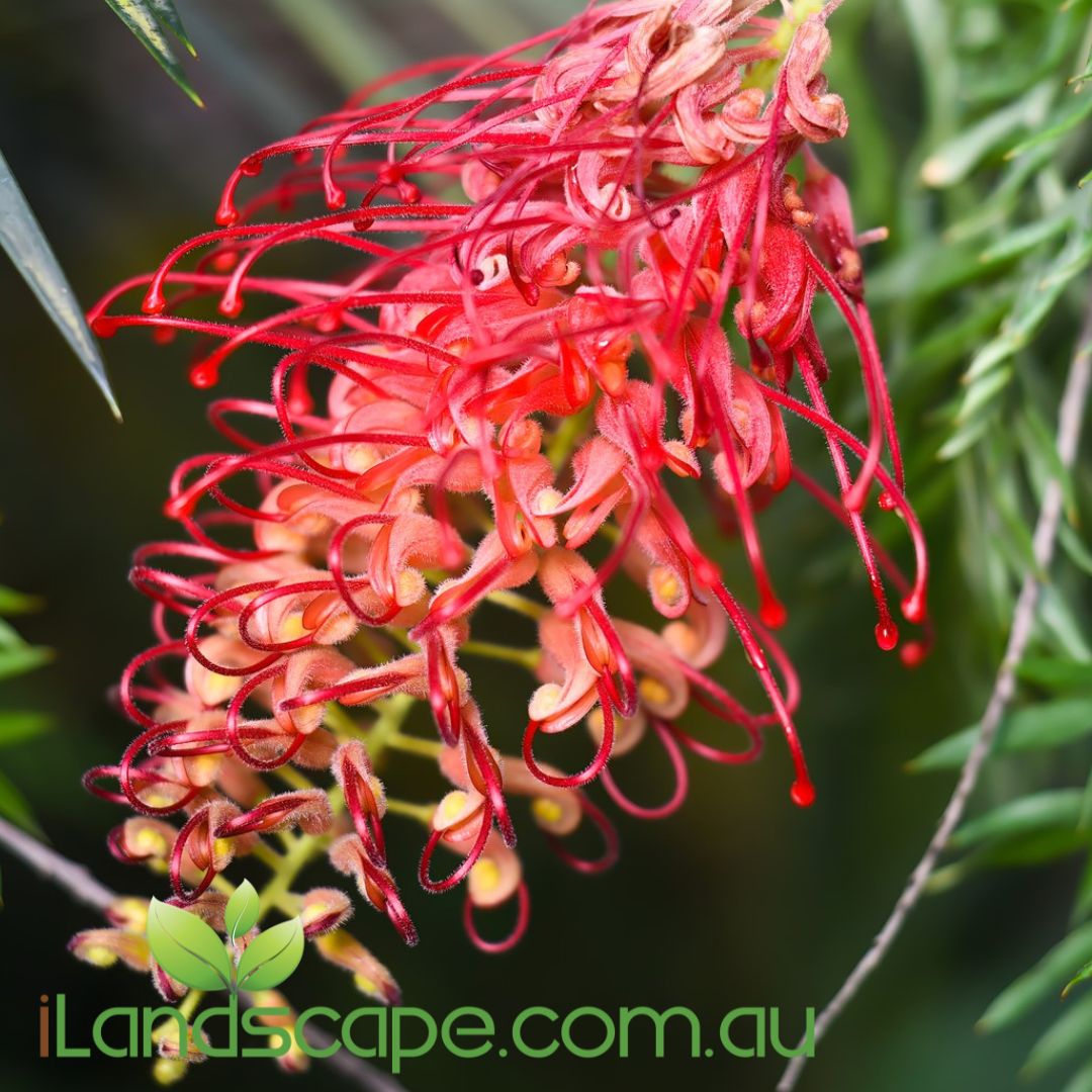 Grevillea ‘Ned Kelly’ with bright orange-red flowers and fine green foliage
