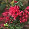Grevillea hybrid ‘Raspberry Ripple’ with raspberry-pink and white spider-like flowers