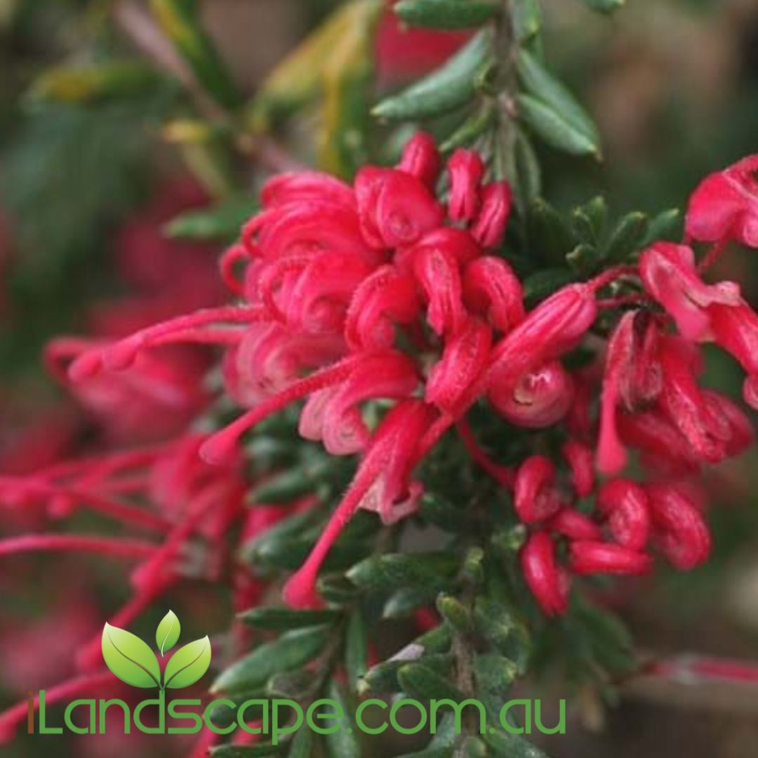 Grevillea hybrid ‘Raspberry Ripple’ with raspberry-pink and white spider-like flowers