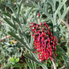 Grevillea Red Coral