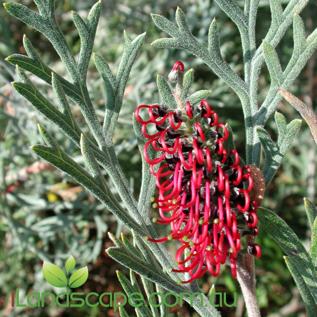 Grevillea Red Coral