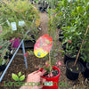 Grevillea Rosy's Baby