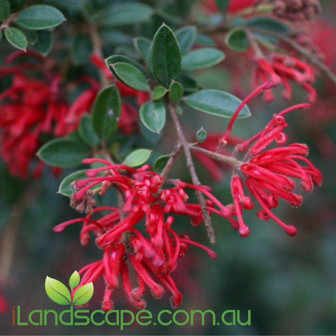 Grevillea rhyolitica hybrid ‘Ruby Jewel’ with vibrant ruby-red spider-like flowers