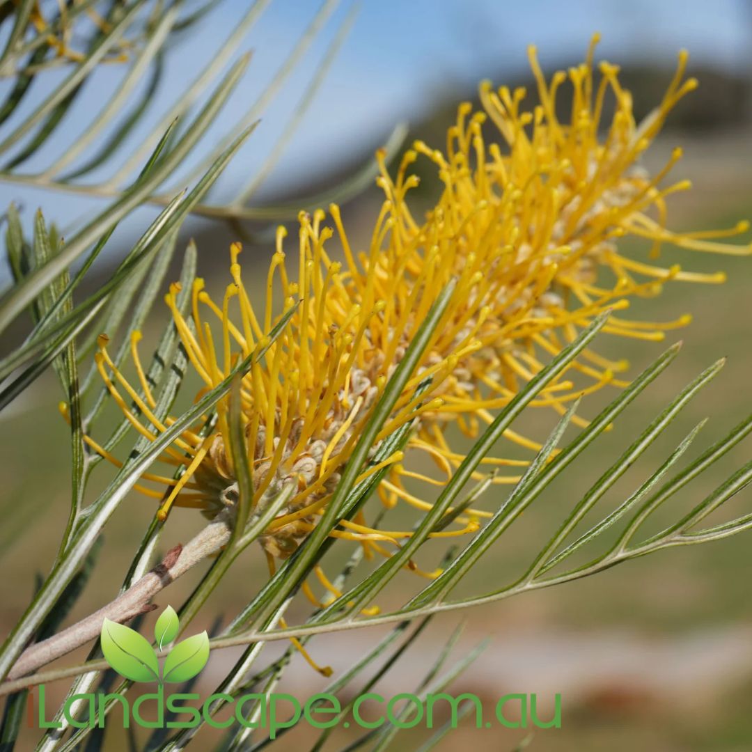 Grevillea ‘Sandra Gordon’ with golden-yellow flowers and fine green foliage