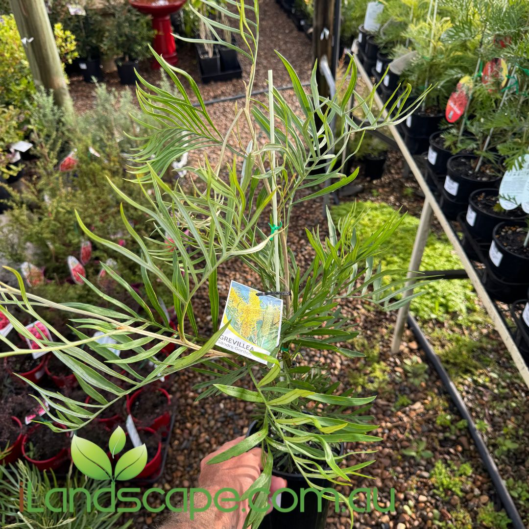 Grevillea Sandra Gordon