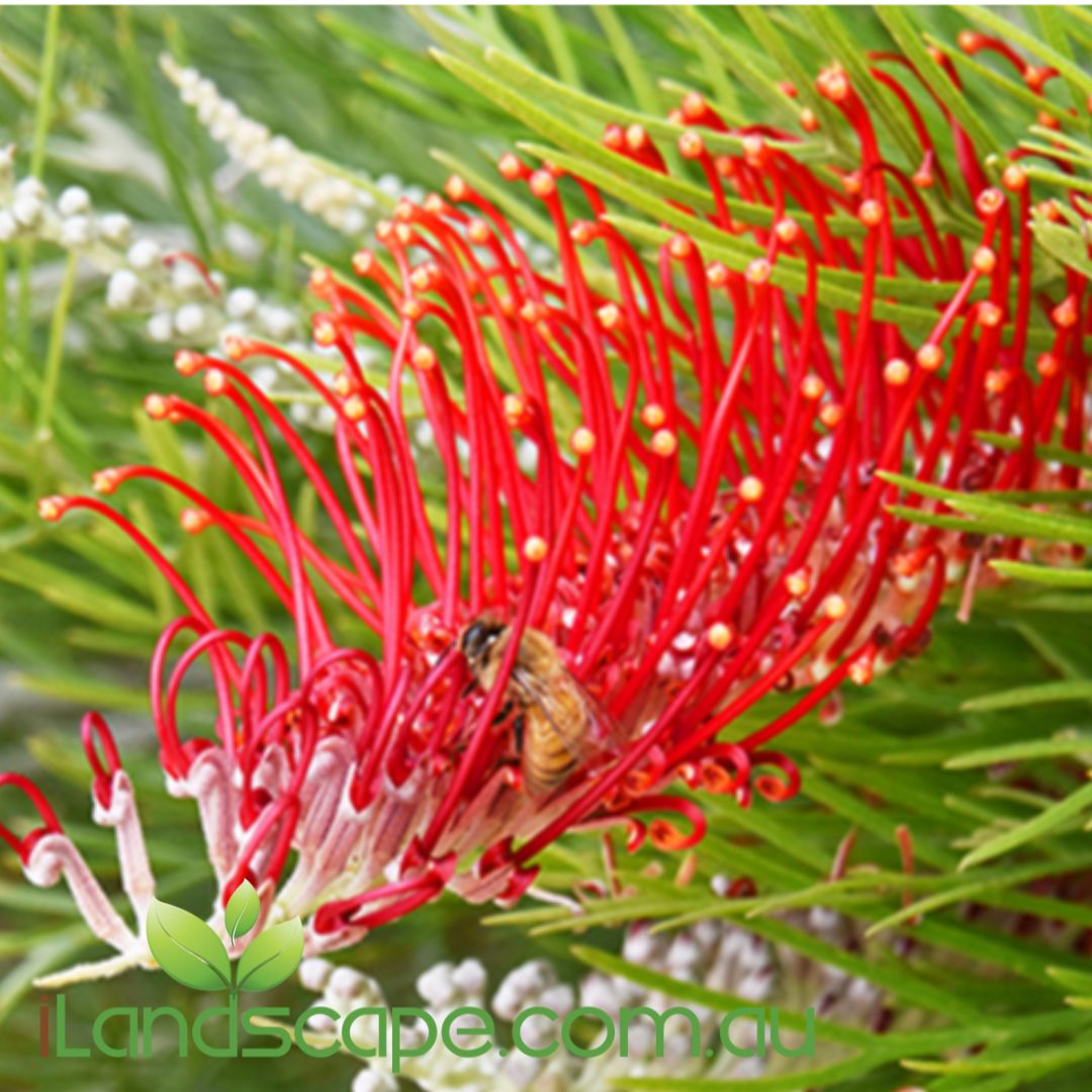 Grevillea Scarlet Moon shrub with bright scarlet-red flowers and fine green foliage