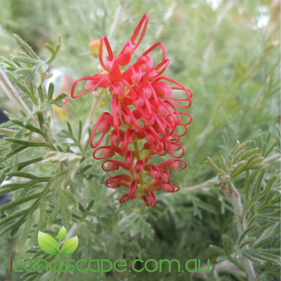 Grevillea Sea Spray with silver-green foliage and red spider-like flowers, perfect for coastal planting