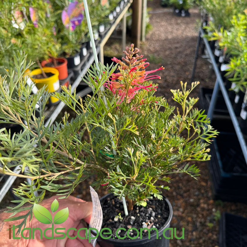 Grevillea ‘Soopa Doopa’ – Compact Red & Cream Flowering Grevillea ...