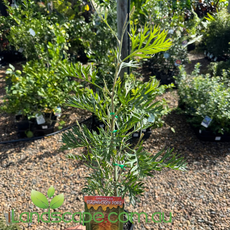 All-Time Favourite Compact Natives for Small Hedges, Borders and Topia ...