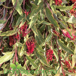 An image showing Grevillea 'Sunkissed Waters' with vibrant yellow and orange flowers and green, finely divided foliage.