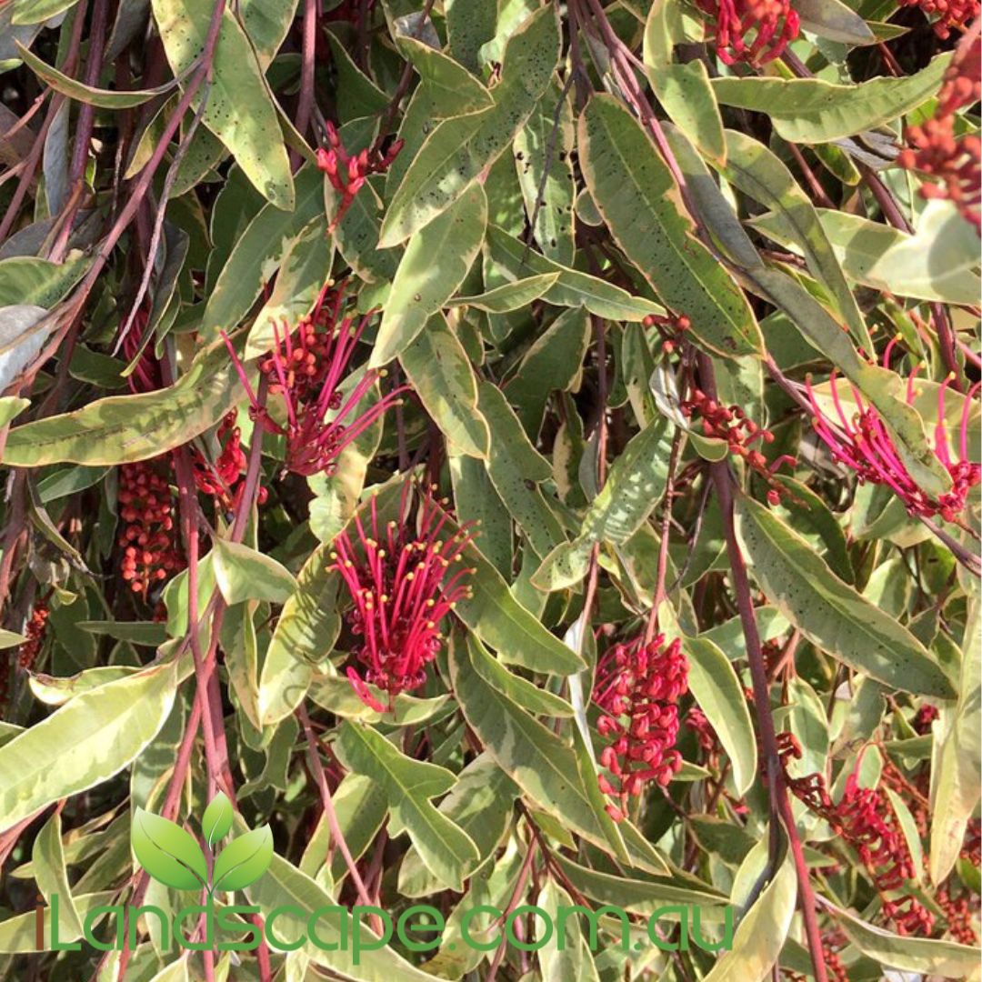 Grevillea Sunkissed Waters