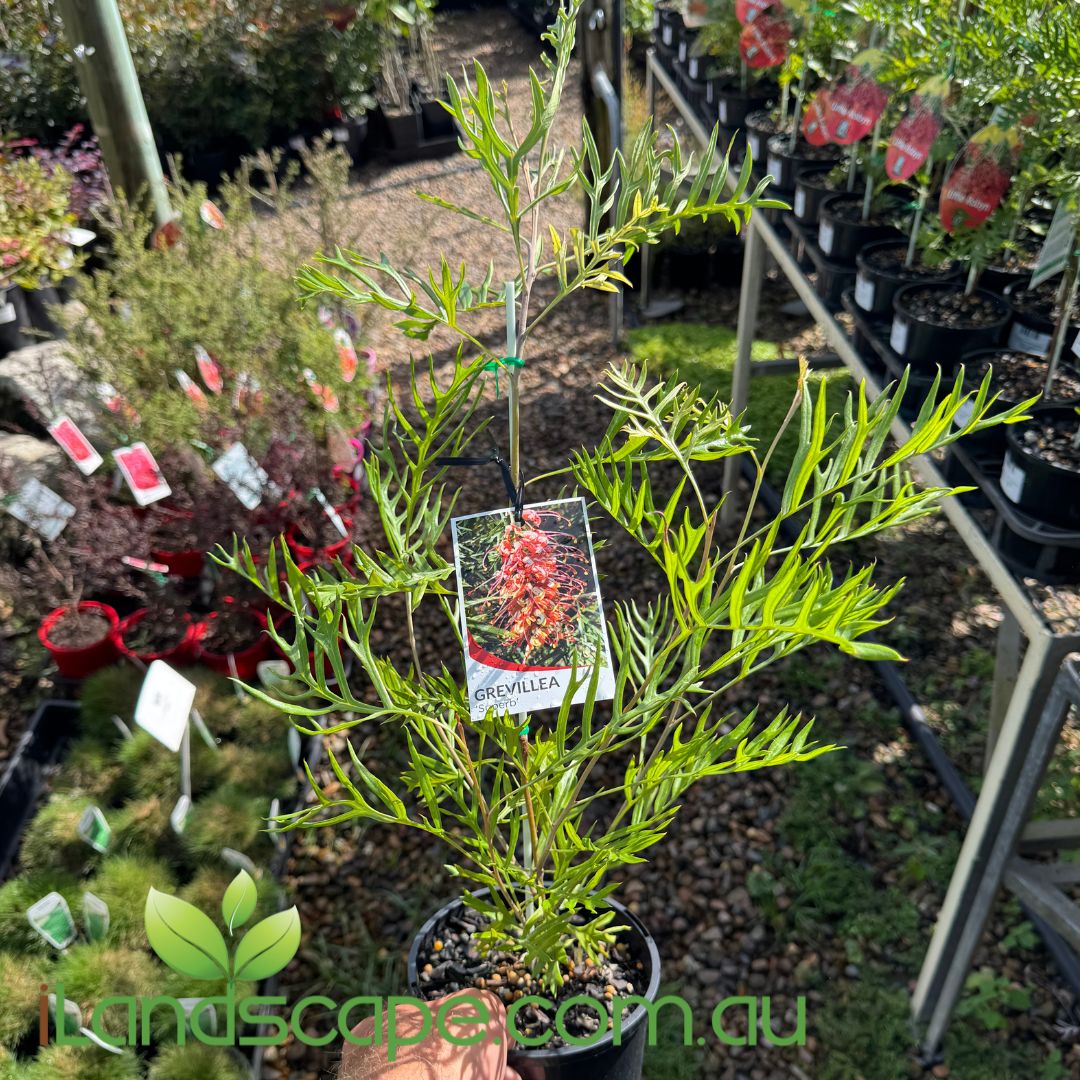 Grevillea Superb
