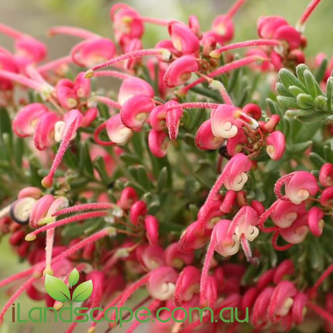 Cluster of Grevillea 'Winter Nectar' flowers, with red and cream petals, and green foliage.