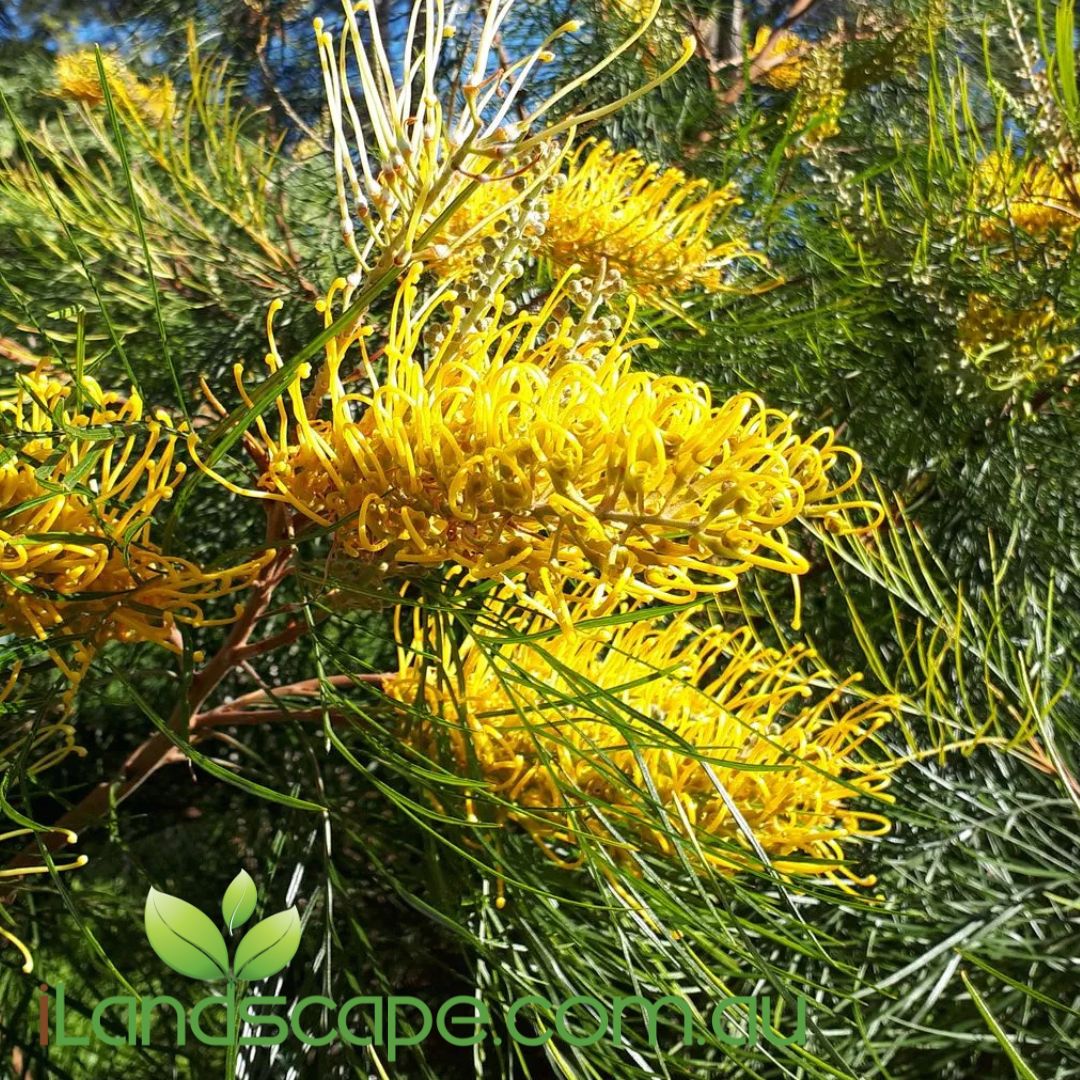 Grevillea ‘Yamba Sunshine’ groundcover with yellow flowers and fine green foliage