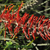 Grevillea Crimson Carpet red flowers groundcover